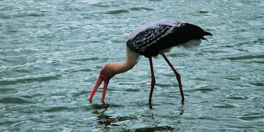 Kalametiya: Bird Watching Tour with Seafood Lunch from galle - What to Expect During the Tour