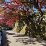 Kamakura: Customized Half-Day Tour with Professional Guide - Who Should Consider This Tour?