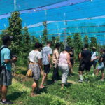 Kampot Pepper Farm, Salt Fields, Crab Market from Phnom Penh - Exploring Kampot Town: Colonial Charm and Riverside Views