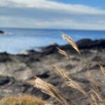 Kanagawa: Jogashima Island Tour with Scenic Views - Transportation and Practicalities