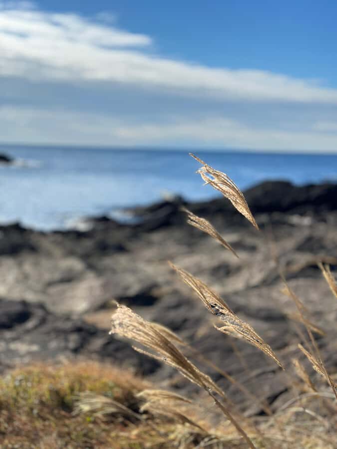 Kanagawa: Jogashima Island Tour with Scenic Views - Transportation and Practicalities