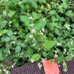 Kanagawa: Koajiro no Mori Forest Trek with Guide - FAQs