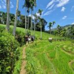 Kandy: Traditional Village Tour with Authentic Experience - Final thoughts