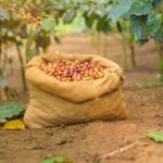 Kandy Yahalatenna Walking Coffee Class Activity - Exploring the Coffee Trail & Plantation