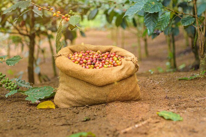 Kandy Yahalatenna Walking Coffee Class Activity - Exploring the Coffee Trail & Plantation