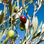 Kangaroo Island: Food and Wine Guided Day Tour - A Deep Dive into the Itinerary: Food, Wine, and Scenic Flavors