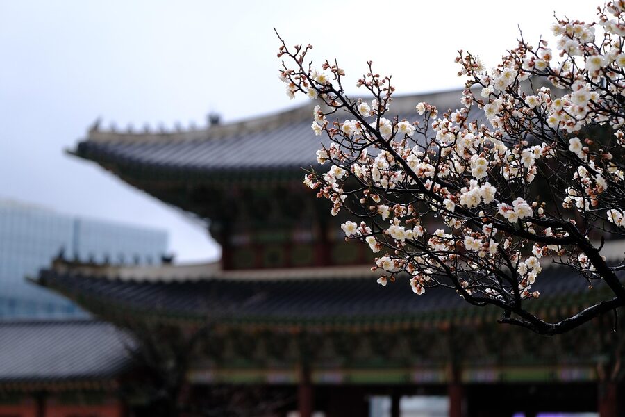 Gyeongbokgung Palace hanok architecture in spring