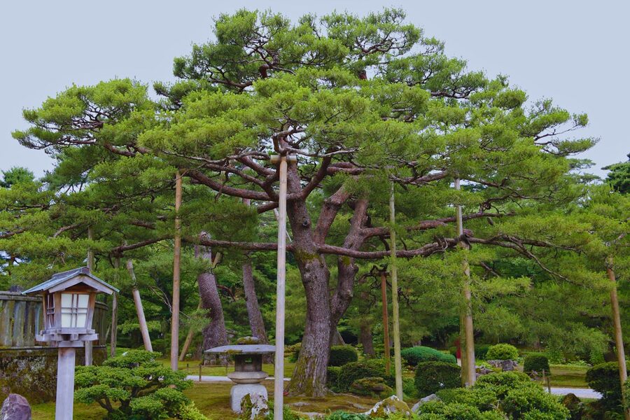 Stone path through Kenrokuen Garden