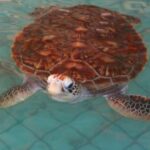 Khao Lak: Rafting, Elephant Bathing & Sea Turtle Center Tour - Practical Details and What to Expect