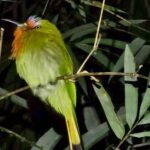 Khaosok: Bamboo Tube Cooking Day & Night Wildlife Experience - Who Will Enjoy This Tour?