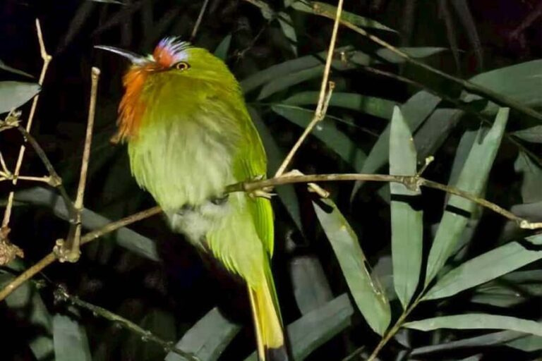 Khaosok: Bamboo Tube Cooking Day & Night Wildlife Experience - Who Will Enjoy This Tour?