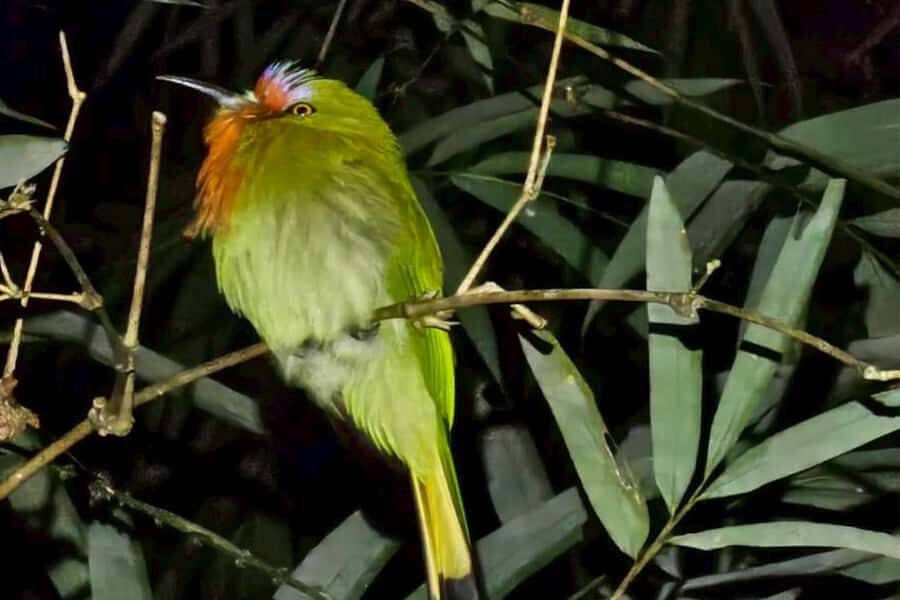 Khaosok: Bamboo Tube Cooking Day & Night Wildlife Experience - Who Will Enjoy This Tour?