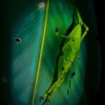 Khaosok Night Safari Experience (From Khaolak) - Why This Tour Offers Real Value