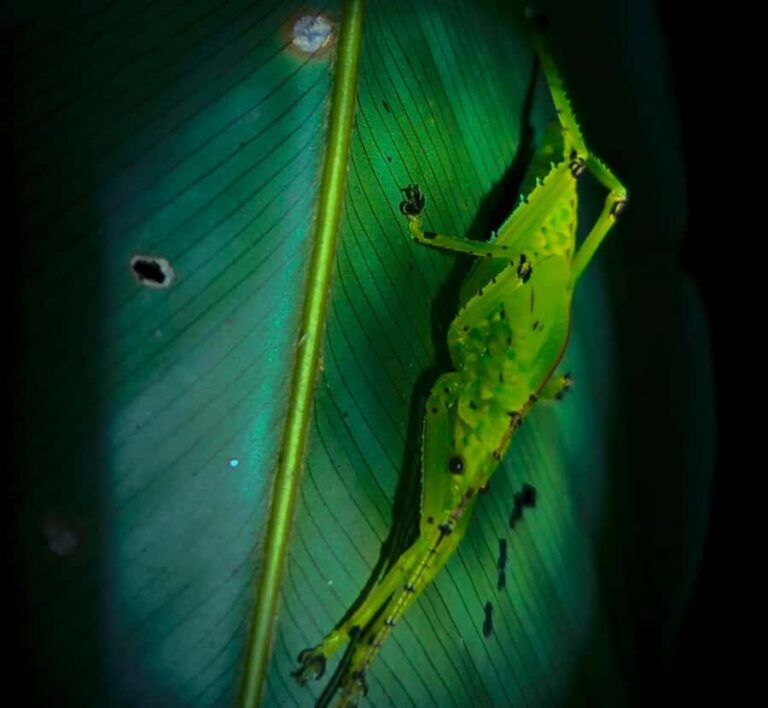 Khaosok Night Safari Experience (From Khaolak) - Why This Tour Offers Real Value