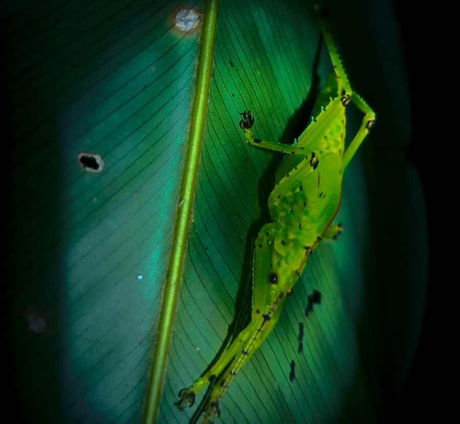 Khaosok Night Safari Experience (From Khaolak) - Why This Tour Offers Real Value