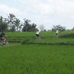 Kintamani Culture and Nature Guided Cycling Tour - The Itinerary in Detail