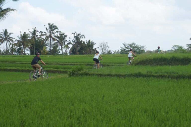 Kintamani Culture and Nature Guided Cycling Tour - The Itinerary in Detail