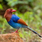 Kitulgala: Guided Full-Day Bird Watching & Cycling Tour - Practical Details and Value