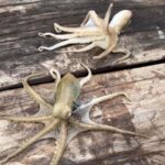 Ko Lanta: Ko Por Fishing Village: Authentic Local Life Tour - Who Is This Tour Best For?