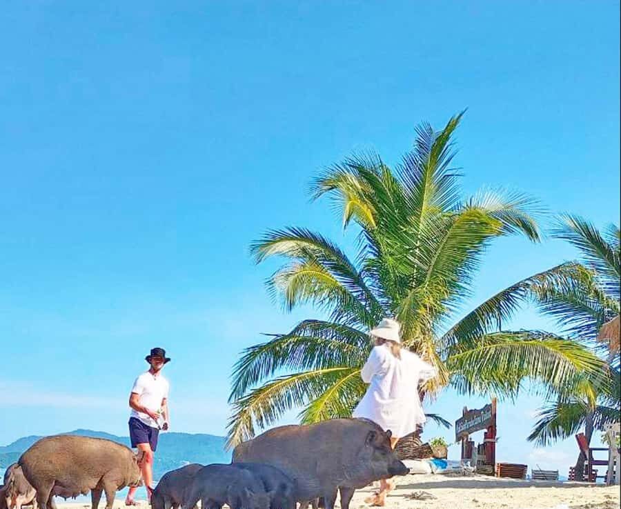 Ko Samui: Pig Island Snorkeling and Koh Tan Speedboat Tour - Why this tour offers good value