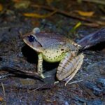 Koalas, Glow Worms & Kangaroos - Nature & Rainforest Walk - Who Will Love This Tour?