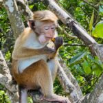 Koggala Lake Private Boat Tour with Dinesh - Good To Know