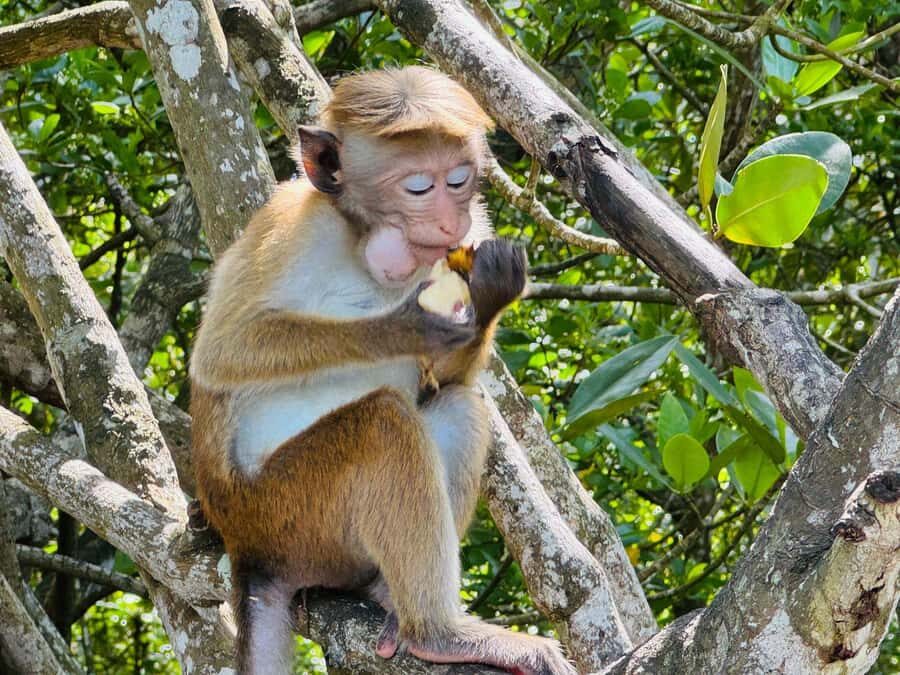 Koggala Lake Private Boat Tour with Dinesh - Good To Know