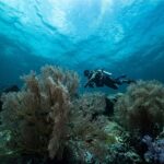 Koh Lipe: Fun Dive for Certified Divers - Why This Tour Offers Excellent Value