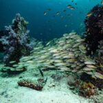 Koh Lipe: Fun Dive for Certified Divers - Why Choose This Tour? Highlights and Benefits