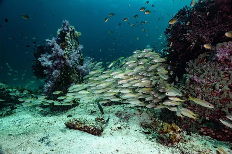 Koh Lipe: Fun Dive for Certified Divers - Why Choose This Tour? Highlights and Benefits