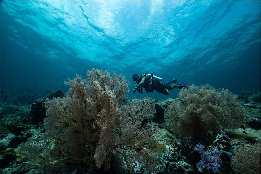 Koh Lipe: Fun Dive for Certified Divers - Why This Tour Offers Excellent Value