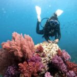 Koh Lipe: Marine Park Guided Scuba Tour for Certified Divers - Setting the Scene: What to Expect