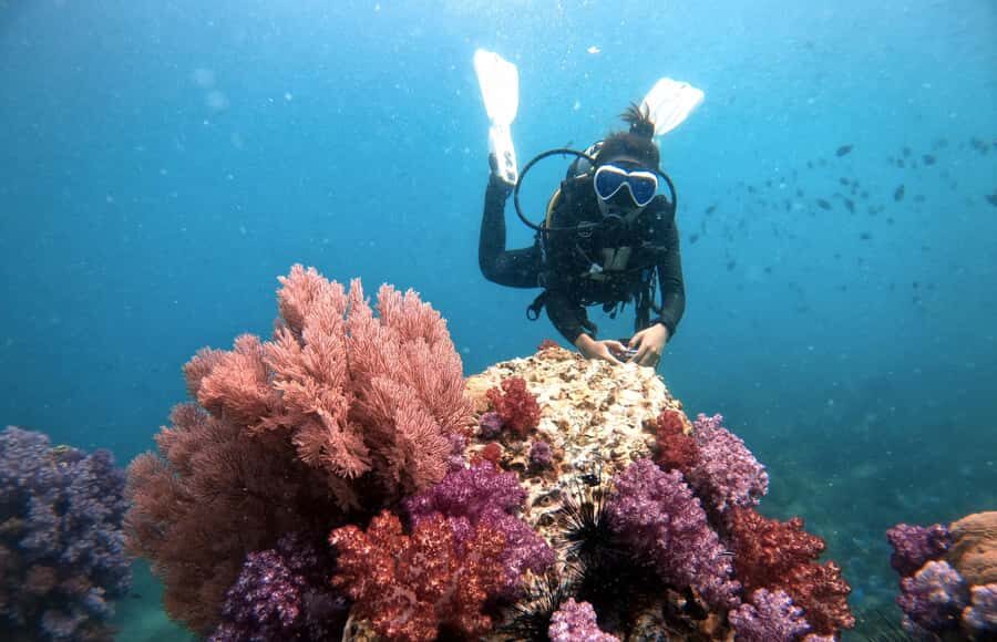 Koh Lipe: Marine Park Guided Scuba Tour for Certified Divers - Setting the Scene: What to Expect