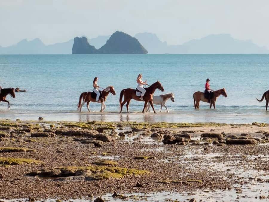 Koh Samui Horse Riding & Beach Trails - An In-Depth Look at Koh Samui Horse Riding & Beach Trails