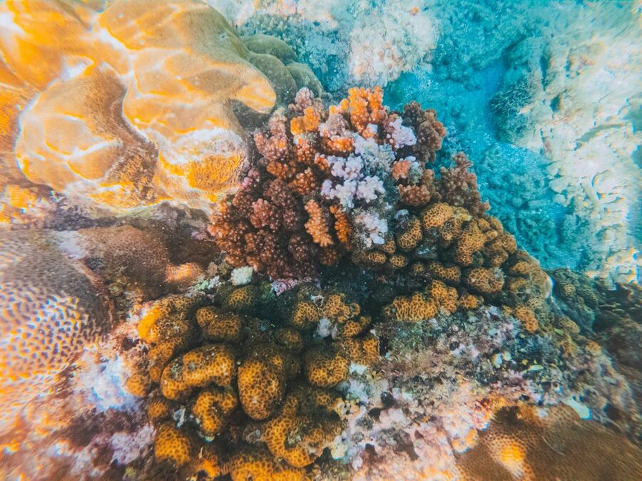 Colorful coral reef underwater in Thailand