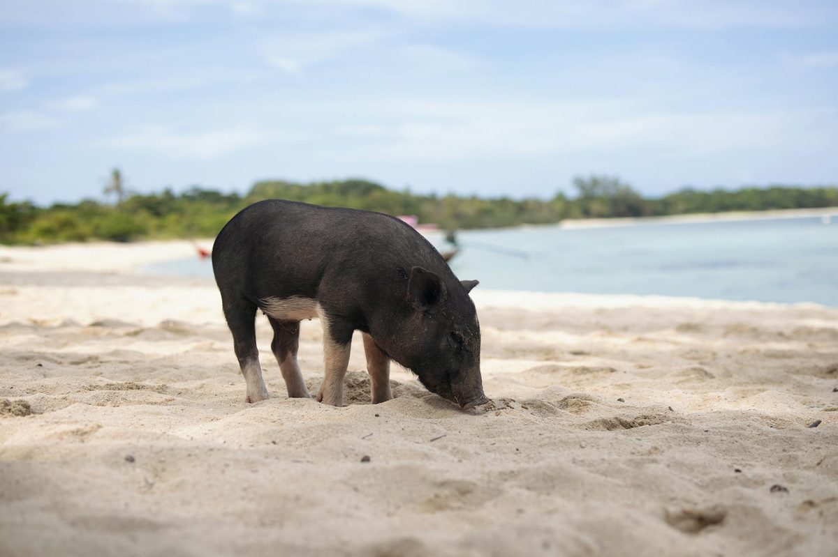 Wild pig walking on a tropical beach with clear blue water