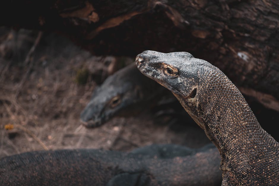 Komodo dragon on the beach at Komodo National Park