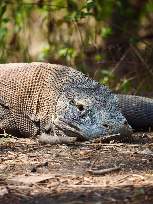 Komodo dragon close-up with tongue extended