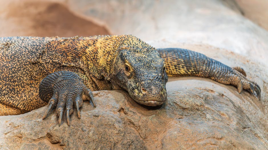 Full body view of a Komodo dragon on Komodo Island