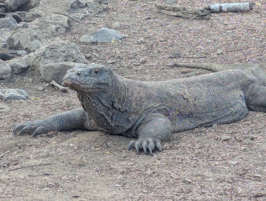 Portrait of a Komodo dragon in its natural habitat