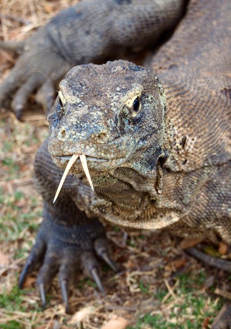 Komodo dragon walking across dry ground