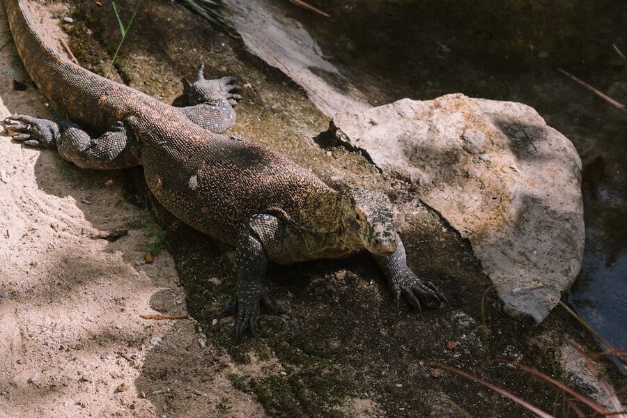 Visitor on a Komodo National Park trail