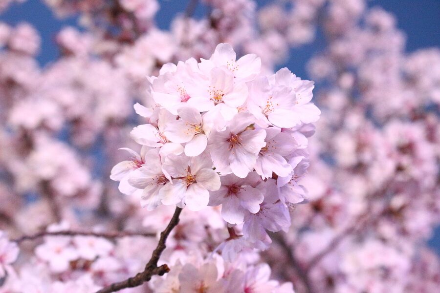 Korean cherry blossoms at peak bloom in April