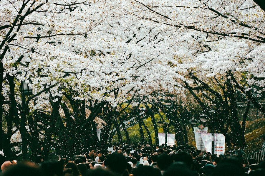 Cherry blossom festival crowd walking under trees