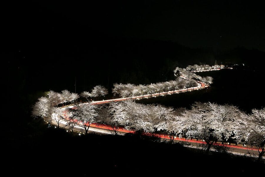 Night aerial view of lit Korean highway with cherry blossoms
