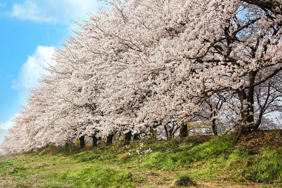 Cherry blossom trees in a Korean park
