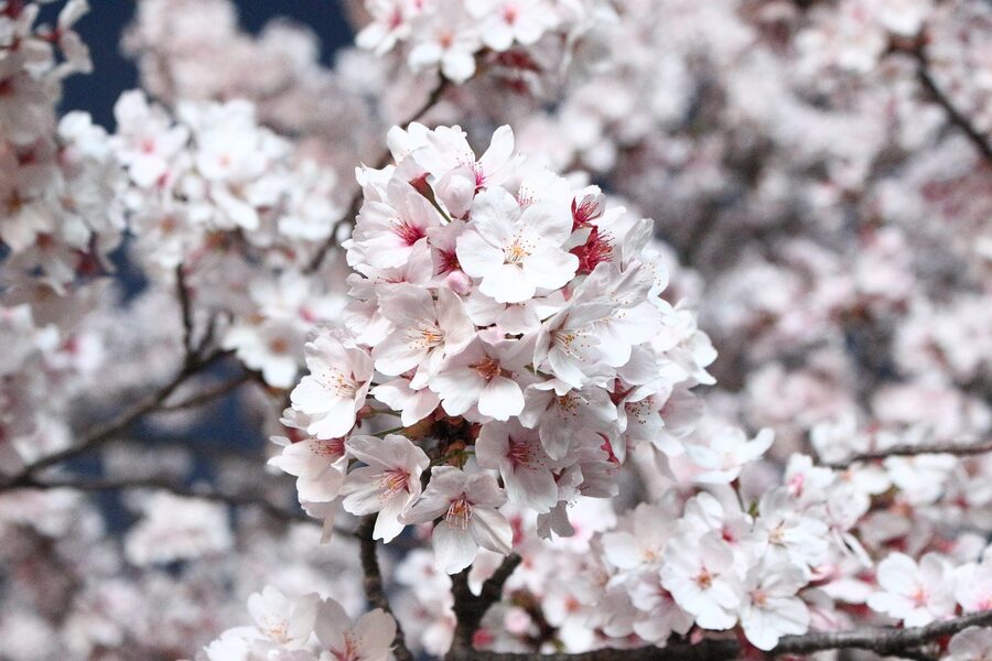 Korean cherry blossom tree in season