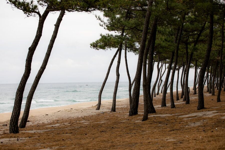 Korean east coast in winter with wind-blown trees