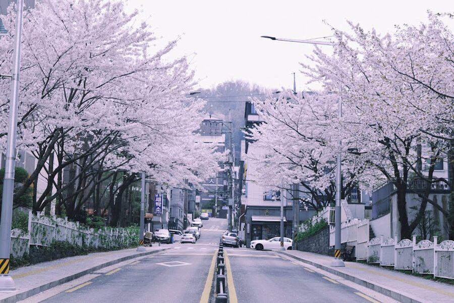 Quiet street with cherry blossoms in Seoul area