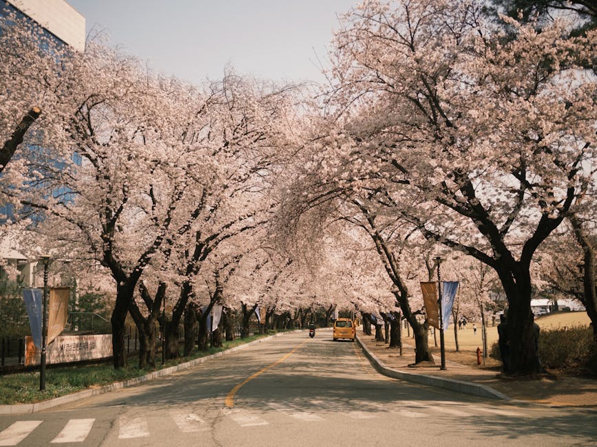 Korean street with cherry blossom canopy in spring